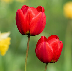 two red tulips in close up with green background