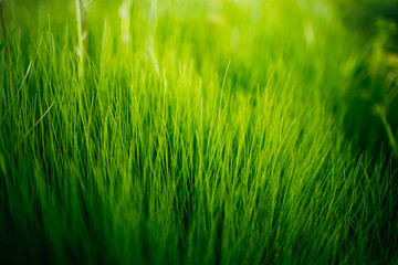 luscious green grass close up