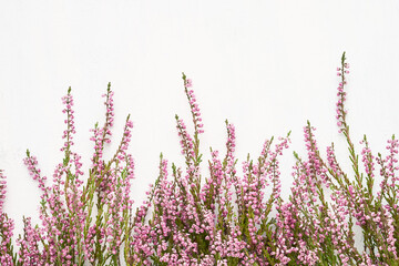 Pink Common Heather flowers border on a white background. Flat lay, selective focus