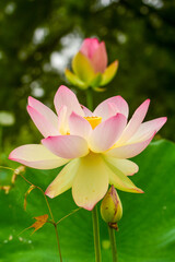 Lotus flowers in three stages of growth, at Kenilworth Aquatic Gardens in Washington, DC.