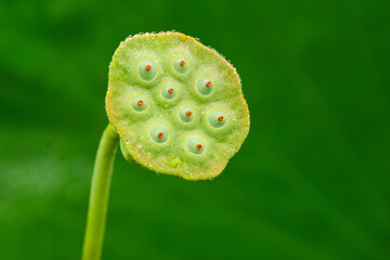 Lotus seed pods go through many stages of life at Kenilworth Aquatic Gardens in Wawhington, DC.