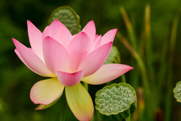 Lotus blossom and seed pods at Kenilworth Aquatic Gardens in Washington, DC. 
