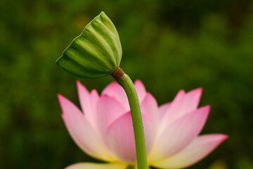 Lotus seed pods take many shapes during their life cycle.