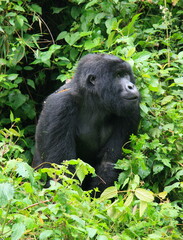 Closeup portrait of an endangered adult Silverback Mountain Gorilla (Gorilla beringei beringei) in Volcanoes National Park Rwanda.