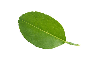 Obraz premium Fresh green leaf isolate on white background with clipping path.