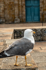 A seagull inside the famous Mont Saint-Michel Abbey, in the Manche department, Normandy region, France