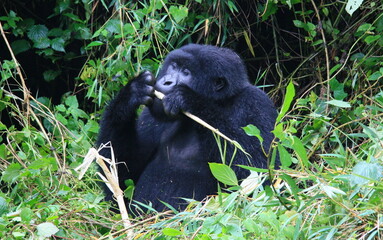 Closeup portrait of an endangered adult Silverback Mountain Gorilla (Gorilla beringei beringei) playing with bamboo Volcanoes National Park Rwanda.
