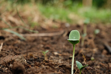 sprout