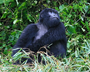 Closeup portrait of endangered adult Silverback Mountain Gorilla (Gorilla beringei beringei) playing with bamboo Volcanoes National Park Rwanda.
