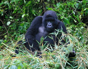 Closeup portrait of the endangered adult Silverback Mountain Gorilla (Gorilla beringei beringei) playing with bamboo Volcanoes National Park Rwanda.