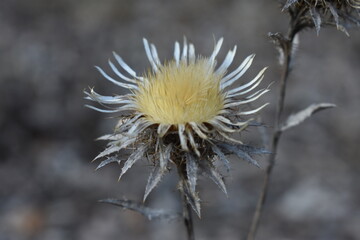 Withered, dry flower in the field.