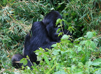 Closeup portrait of endangered adult Silverback Mountain Gorilla (Gorilla beringei beringei) sitting down eating bamboo Volcanoes National Park Rwanda.