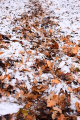 Brown leaves on the ground in winter.