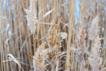 Fototapeta premium Closeup photo of cane flowers.