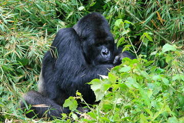 Fototapeta premium Closeup portrait of an endangered adult Silverback Mountain Gorilla (Gorilla beringei beringei) sitting down eating bamboo Volcanoes National Park Rwanda.