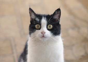 Naklejka na ściany i meble Portrait of a surprised cat close up 