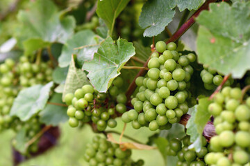 Bunch of small green wine grapes in vineyard