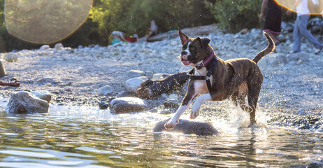 Funny and Playful Boxer Dog swimming in the water. Hot Sunny Summer Day. Alouette Lake in Maple Ridge, Greater Vancouver, British Columbia, Canada.