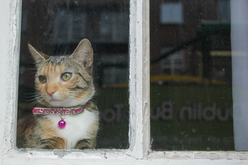 A cat looks thru the window
