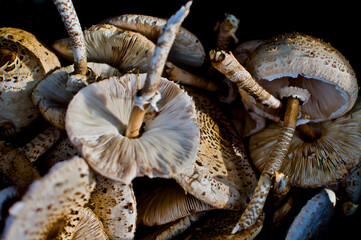 Macrolepiota Procera Touriñan