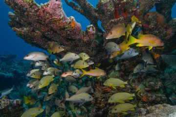 Obraz na płótnie Canvas A mixed school of fish underneath a sponge covered coral formation in the Florida Keys National Marine Sanctuary