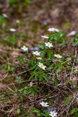 Anemonoides nemorosa flower in forest
