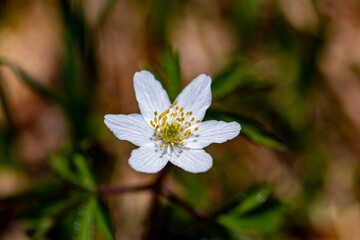 Anemonoides nemorosa flower in forest, close up