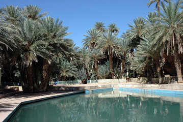 Palm grove of tafilalet in morocco