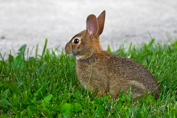 Young Eastern Cottontail Rabbit in the Grass