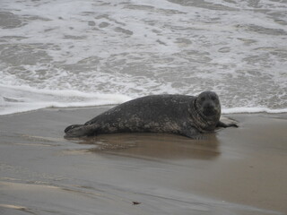 Obraz premium A harbor seal relaxing on the beach in Carpinteria, Santa Barbara County, southern California.