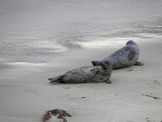 Obraz premium Harbor seals relaxing on the beach in Carpinteria, Santa Barbara County, southern California.