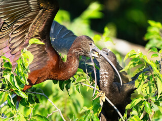 Glossy Ibis Adult Feeding Chick Live Fish