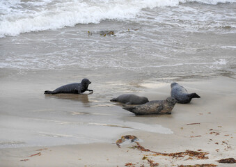 Harbor seals relaxing on the beach in Carpinteria, Santa Barbara County, southern California.