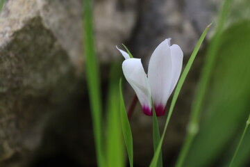 cyclamen flower