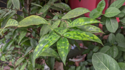 the green plants background