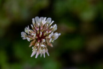 Trifolium repens flower growing in field