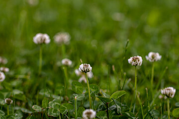 Trifolium repens flower growing in field, close up shoot