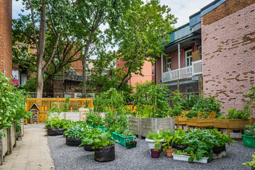 Community garden in Montreal Plateau neighborhood during the summer months with typical Montreal balcony in the background - obrazy, fototapety, plakaty
