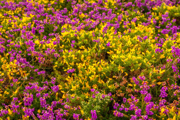 Detail of the purple and yellow flowers in summer in Phare Du Cap Frehel, it is a maritime...