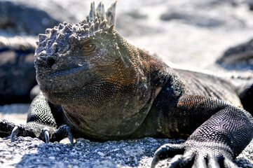 Galapagos marine iguana - Powered by Adobe