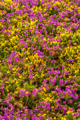 Detail of the purple and yellow flowers in summer in Phare Du Cap Frehel, it is a maritime lighthouse in Cotes-d´Armor (France). At the tip of Cap Frehel