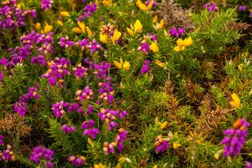 Obraz premium Detail of the purple and yellow flowers in summer in Phare Du Cap Frehel, it is a maritime lighthouse in Cotes-d´Armor (France). At the tip of Cap Frehel