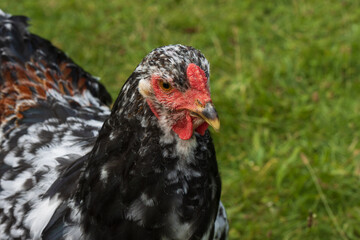 Rare porcelain Brahma rooster as meat breed poultry concept.