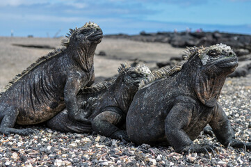 Galapagos Marine Iguanas