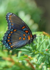 butterfly on a flower