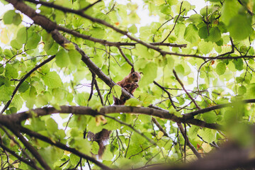 red squirrel sits on a branch surrounded by green foliage. looking at the camera