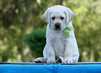 the yellow labrador dog on the blue