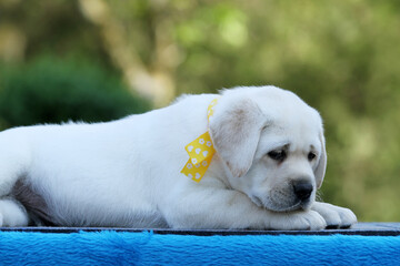 a yellow labrador dog on the blue