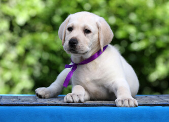 a sweet yellow labrador puppy on the blue