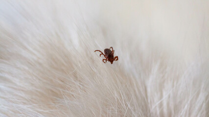 An ixodic infectious tick stuck to the head of a kitten. A tick bit a pet. Found a sucking viral tick among the dense hair of a cat.
